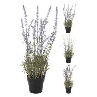 Lavendel plant in pot 46 cm assorti | 2 stuks