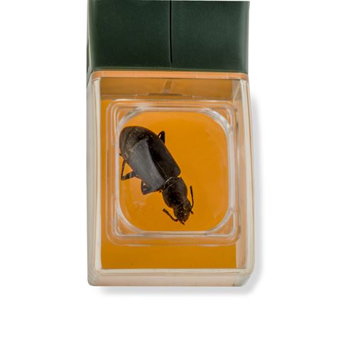 Carson bugview vergrootglas met één-hands insectenvanger