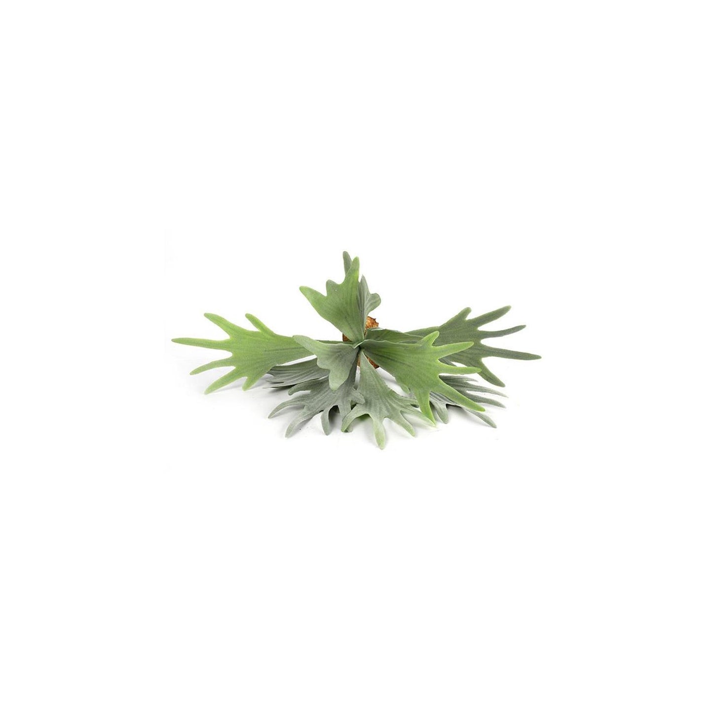 Countryfield kunstplant platycerium groen 10xh63,5cm