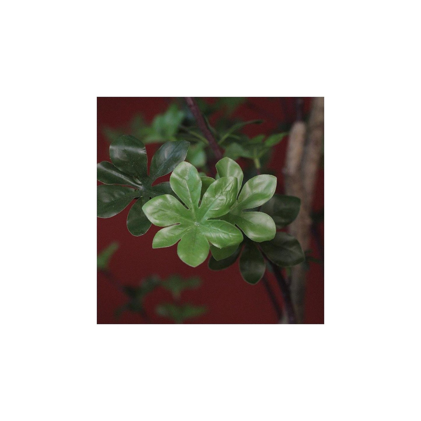 Countryfield plant dysosma pleiantha 150cm groen