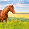 Kangaro k-0014d117 buro-onderlegger pp 38x58cm paard