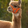 Producten alpaca halster oranje