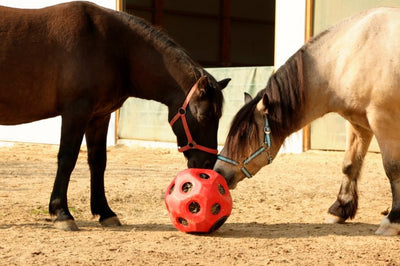 Producten voederspeel bal rood
