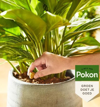 Pokon producten terras balkon planten voedingskegels 10st