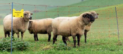 Ako ovinet premium 50m oranje 90cm hoog 30cm maaswijdte