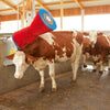 Producten happycow koeborstel uno horizontaal