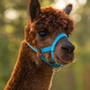 Producten alpaca halster blauw
