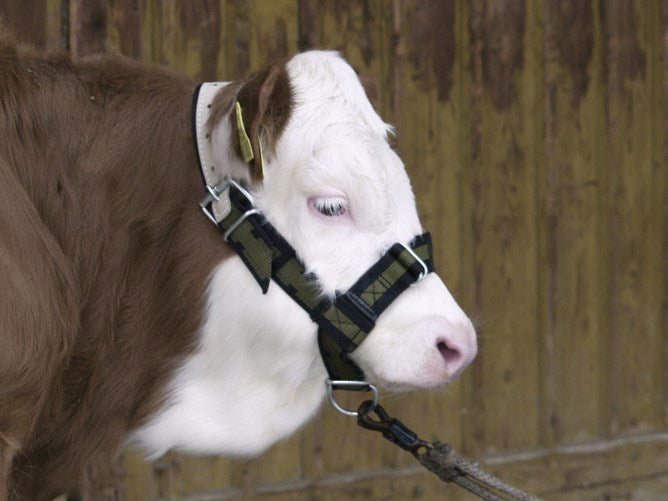 Producten stierenhalster nylon met d ring