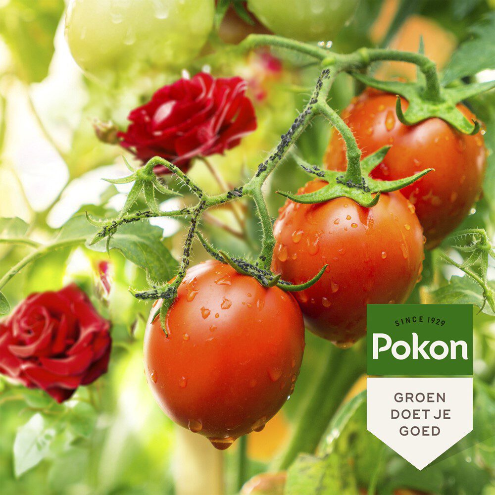 Pokon producten bio tegen insecten spray 800ml polysect gyo spray
