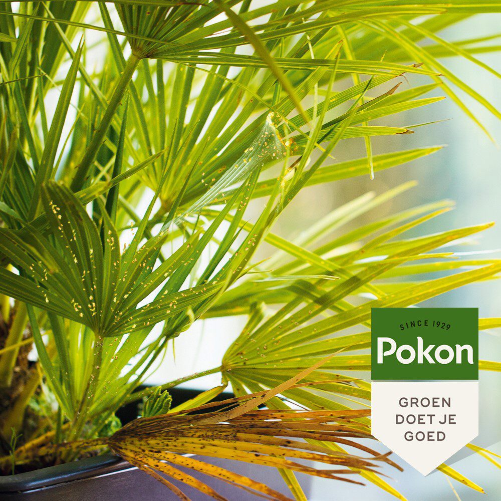 Pokon producten bio tegen hardnekkige insecten concentraat 175ml poly