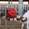 Producten voeder speel bal rood