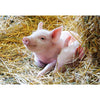 Ravensburger boerderijdieren legpuzzel, 2x12st.