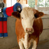 Producten happycow koeborstel duo