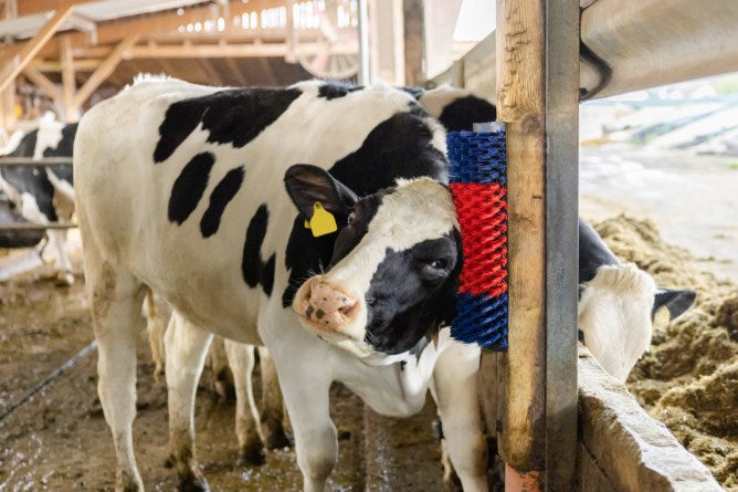Producten halfronde koeborstel veeborstel blauw rood xl