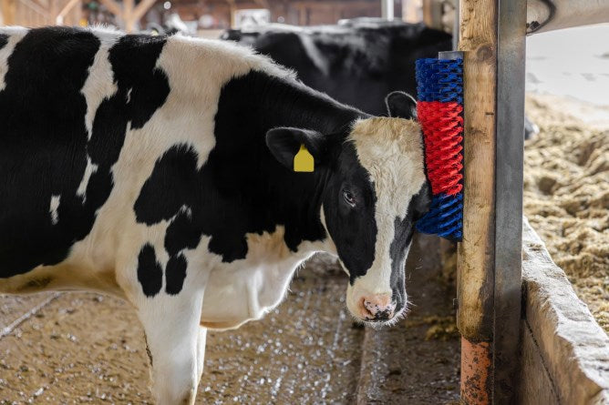 Producten halfronde koeborstel veeborstel blauw rood xl