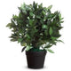 Kunstplant meet le laurel 50 cm