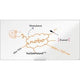 Imp whiteboard nobo ression pro 1915400