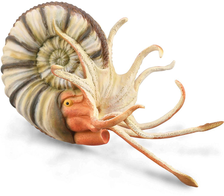 Collecta figurine - pleuroceras ammoniet - (xl) - prehistorie - handgeschilderd - miniatuur