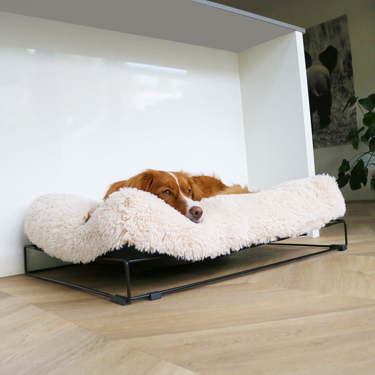D d home - hond - amy kussen met frame l - 110x80x25cm wit - 227259