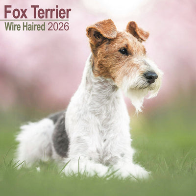 Avonside fox terrier ruwhaar kalender 2026