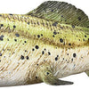 Mojo prehistorie dunkleosteus - 387374