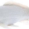 Mojo sealife koi karper - tancho koi - 381101