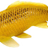 Mojo sealife koi karper - kin matsuba koi - 381105