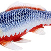 Mojo sealife koi karper - asagi koi - 381100