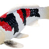 Mojo sealife koi karper - showa sanshoku koi - 381103