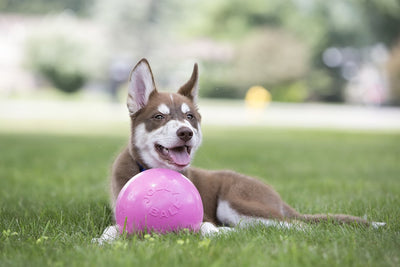 Jolly pets jolly ball bounce-n play - ø 20 cm – honden speelbal met kauwgomgeur - de perfecte stuiterbal - bijtbestendig – roze one size