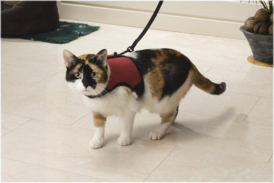 Beeztees loopharnas comfort - kattentuigje