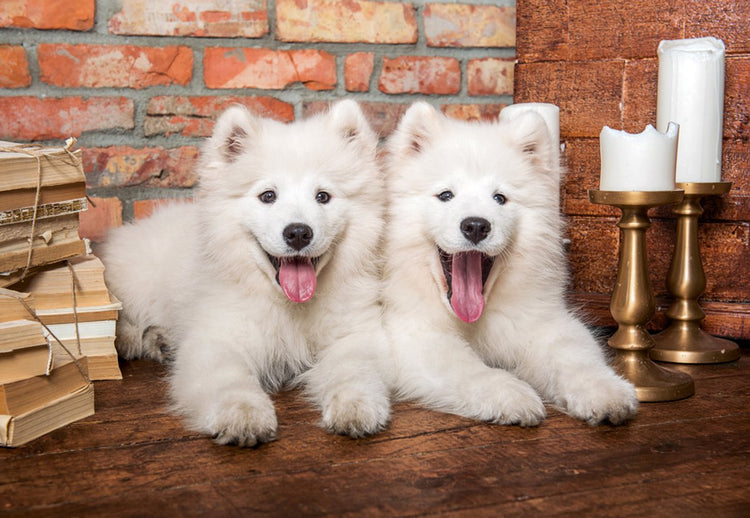 Castorland puzzel samoyed puppies say hello - 1000 stukjes legpuzzel.