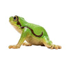 Schleich wild life europese boomkikker 14882