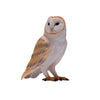 Mojo wildlife kerkuil - 381054
