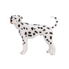 Mojo farmland dalmatiër - 387248
