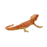 Mojo wildlife baardagaam - 381096 - afbeelding 3