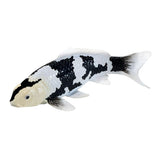 Mojo koi collection - shiro utsuri koi zwart wit 381120 - afbeelding 1