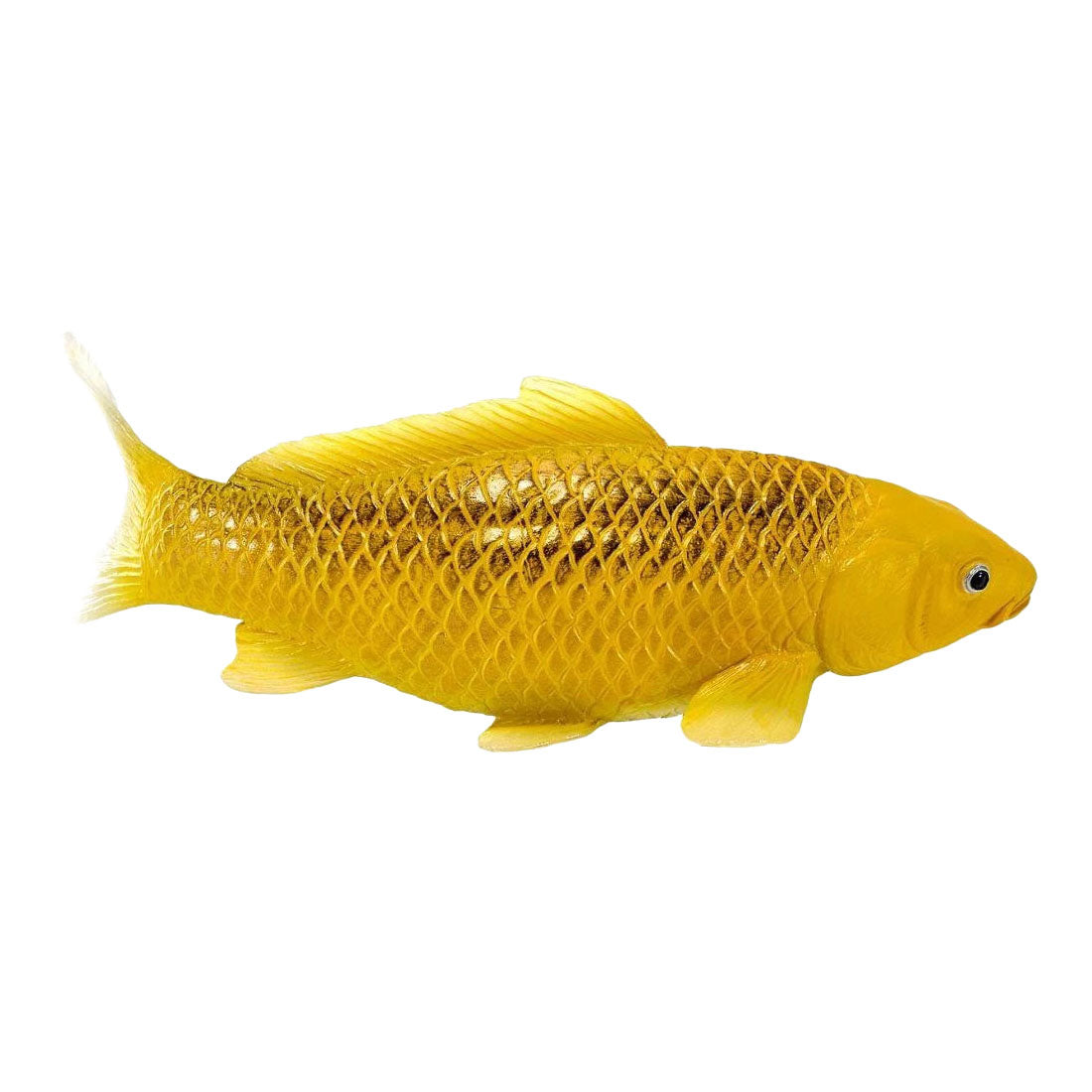 Mojo koi collection - kin matsuba koi goud 381123