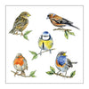 Ambiente servet 25 bird species white