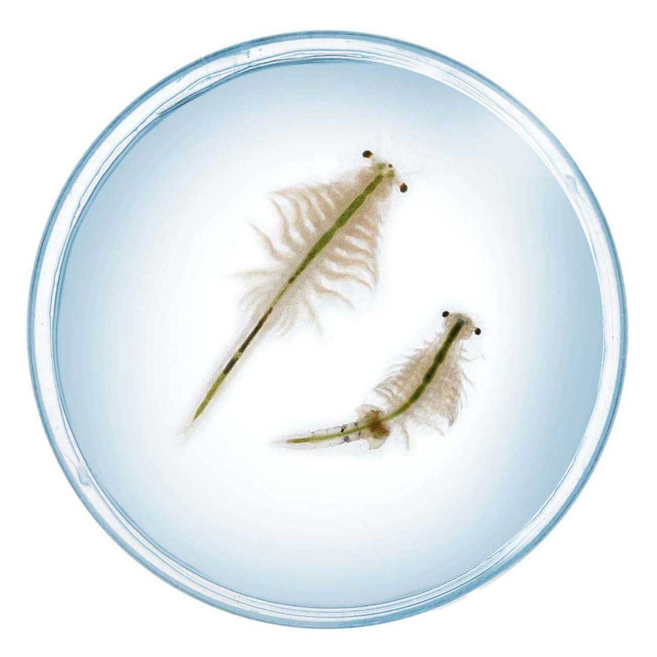 Kosmos saltwater creatures speelset