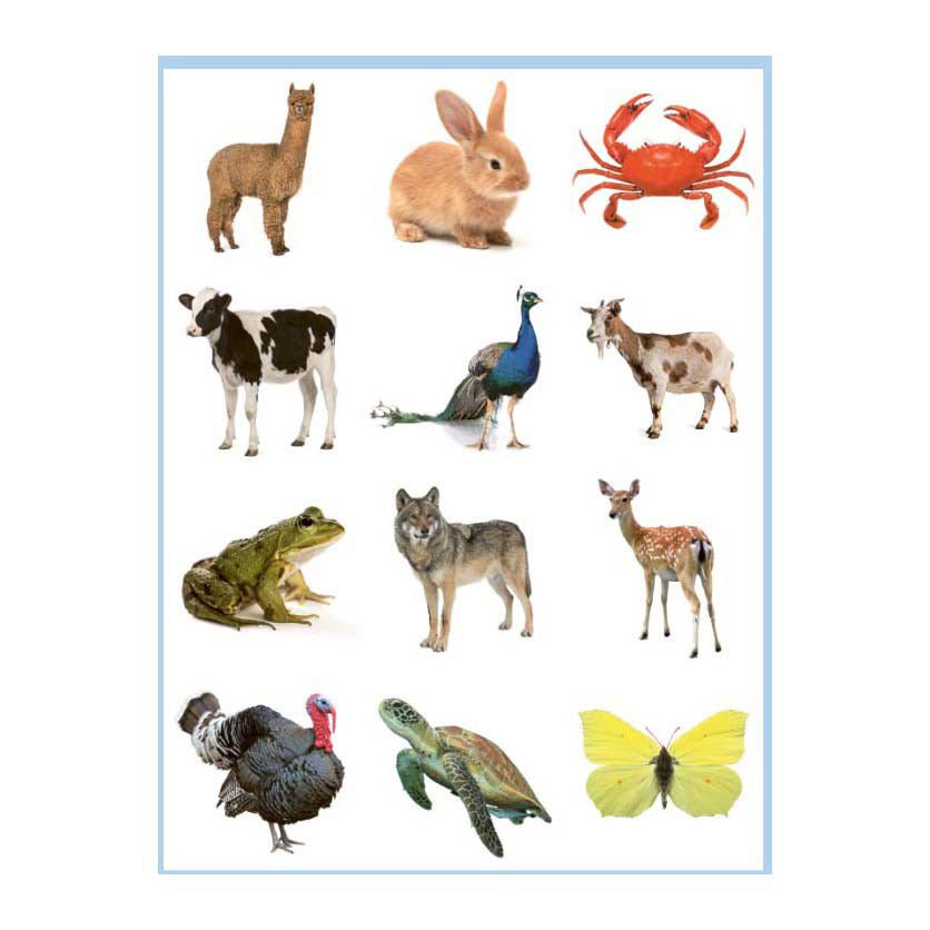 Deltas lieve dieren kleur- en stickerboek - 3-5 jaar