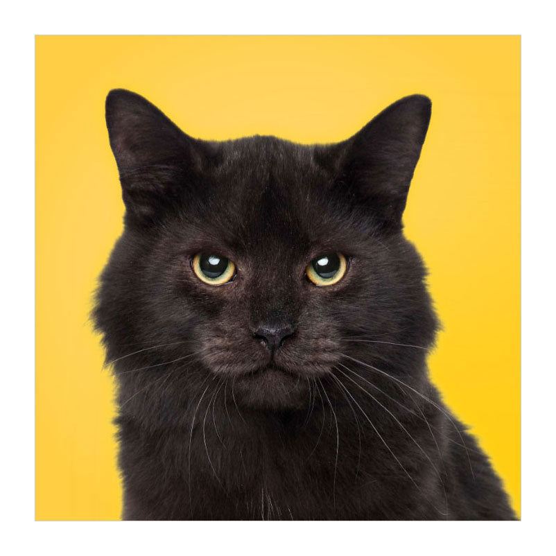 Deltas match the cats! - memospel