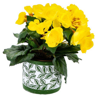 No brand pot olea cylinder groen 11 cm | 6 stuks