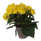 Edelman kunstplant begonia geel in pot | 2 stuks