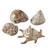 Boltze home deco schelp 7x6x4cm