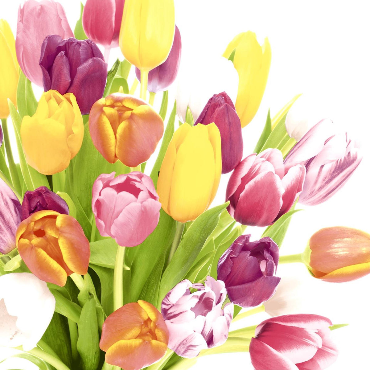 Duni servetten beautiful tulips 33x33cm