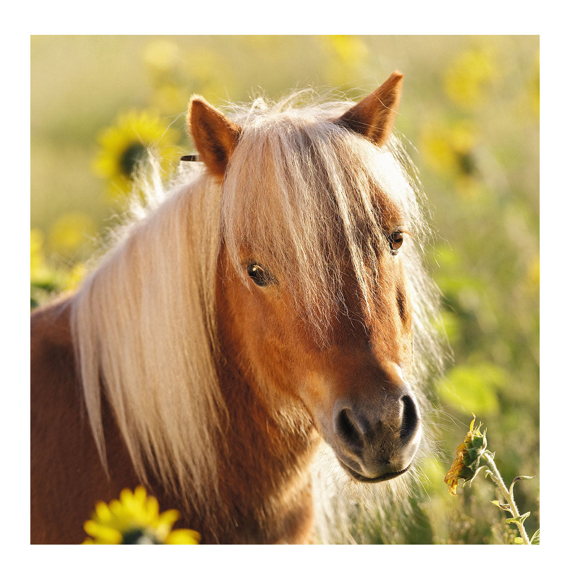 Ravensburger puzzel schattige pony's - 3x49 stukjes - kinderpuzzel