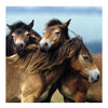 Ravensburger puzzel schattige pony's - 3x49 stukjes - kinderpuzzel
