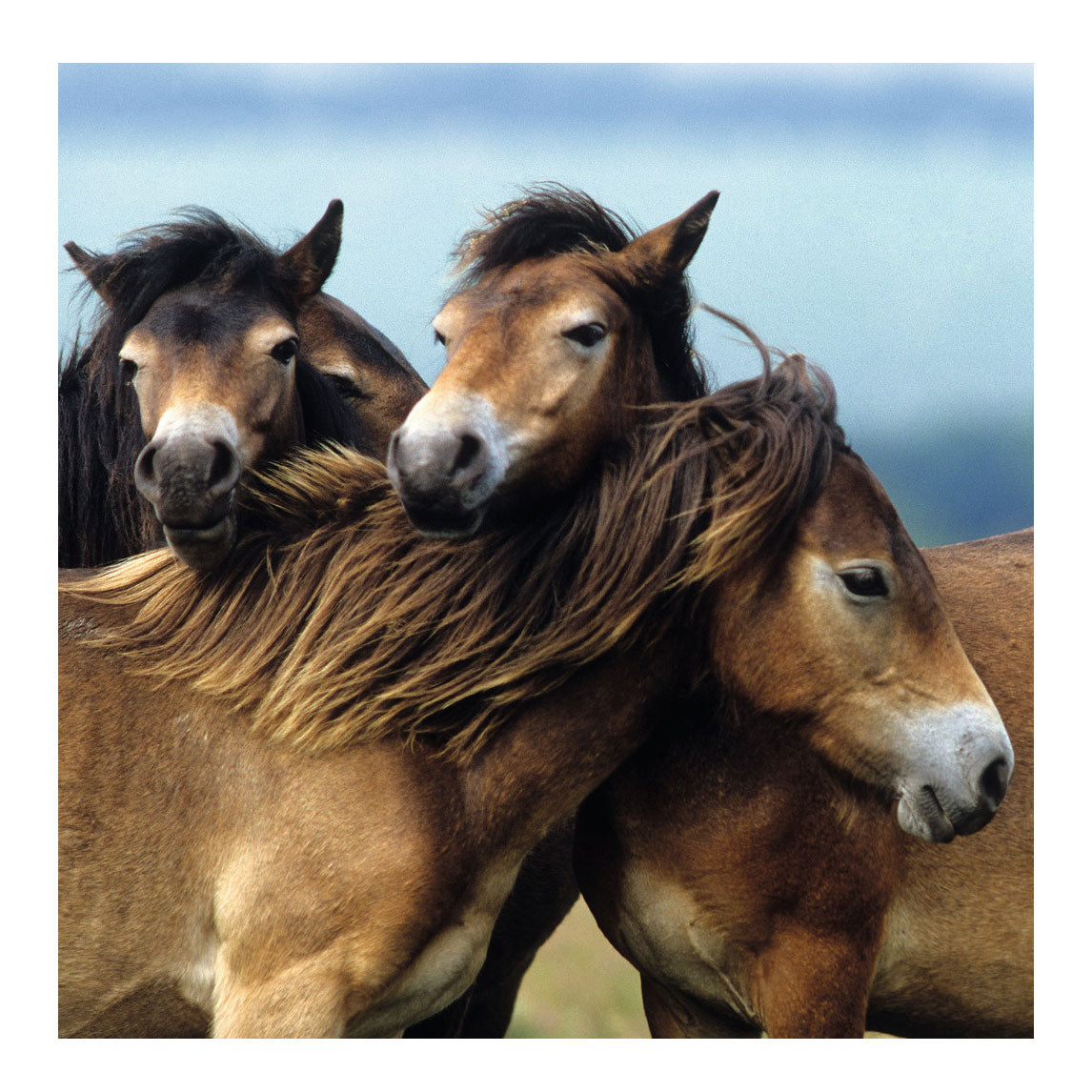 Ravensburger puzzel schattige pony's - 3x49 stukjes - kinderpuzzel