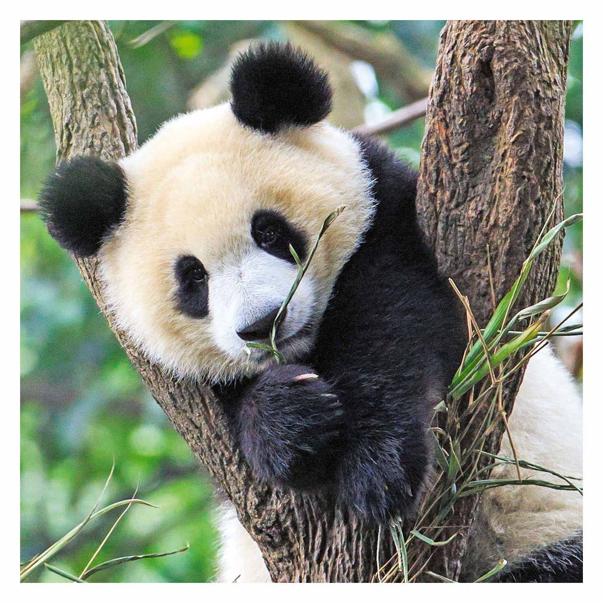 Ravensburger puzzel panda, tijger en leeuw - legpuzzel - 3x49 stukjes
